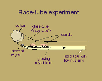 [schematic picture of 
racetube experiment]