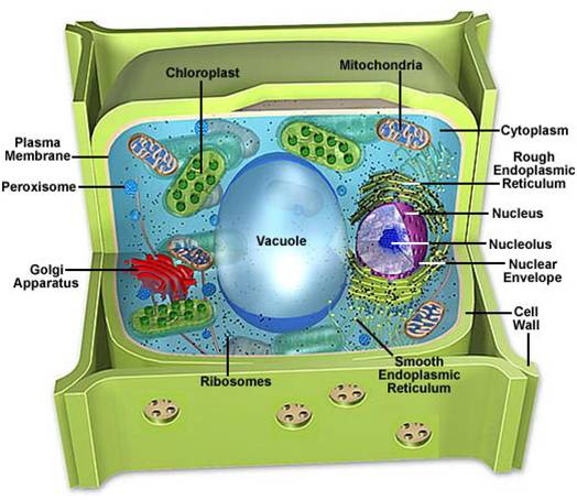 Cell