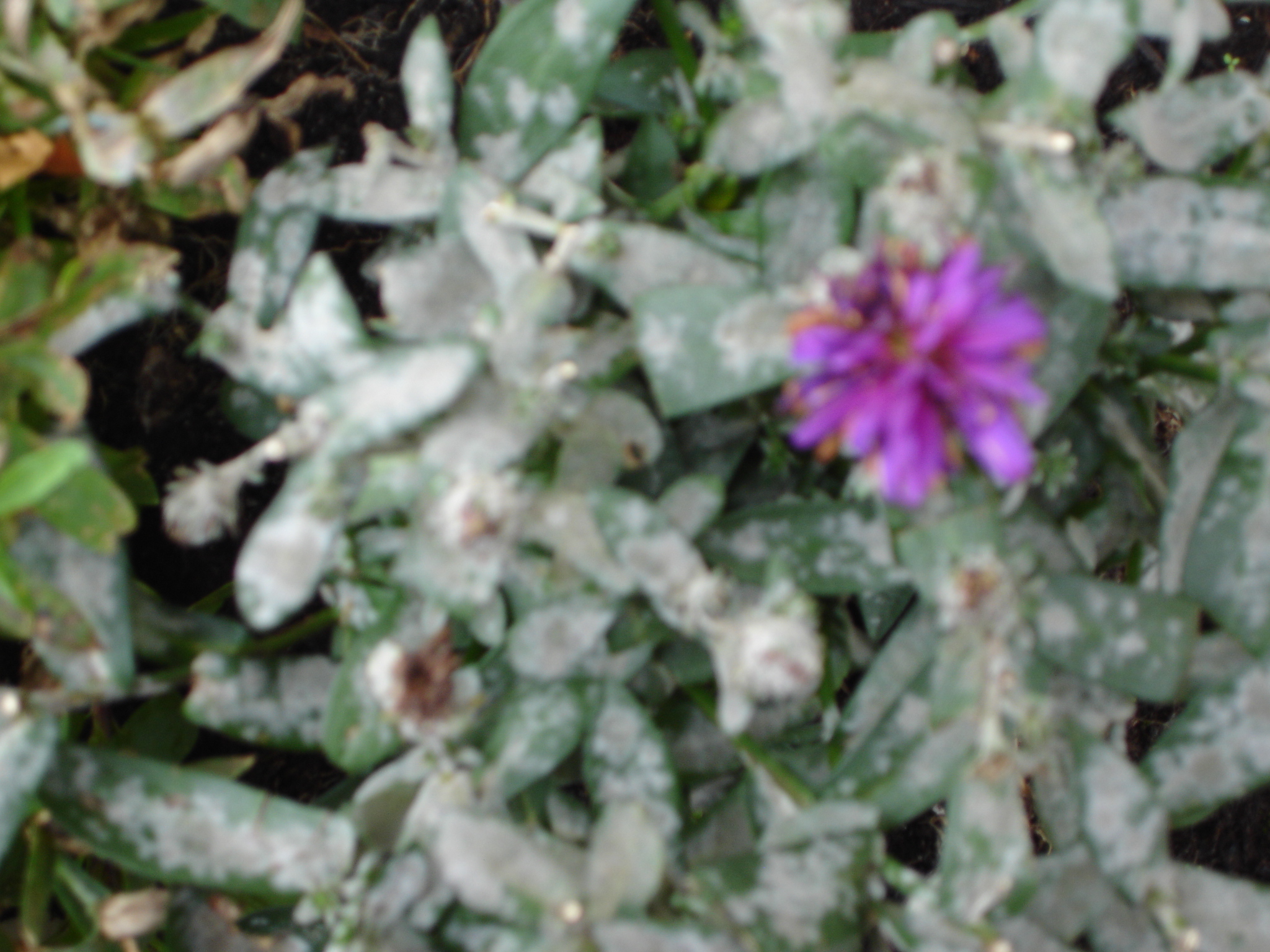 FungiPlant