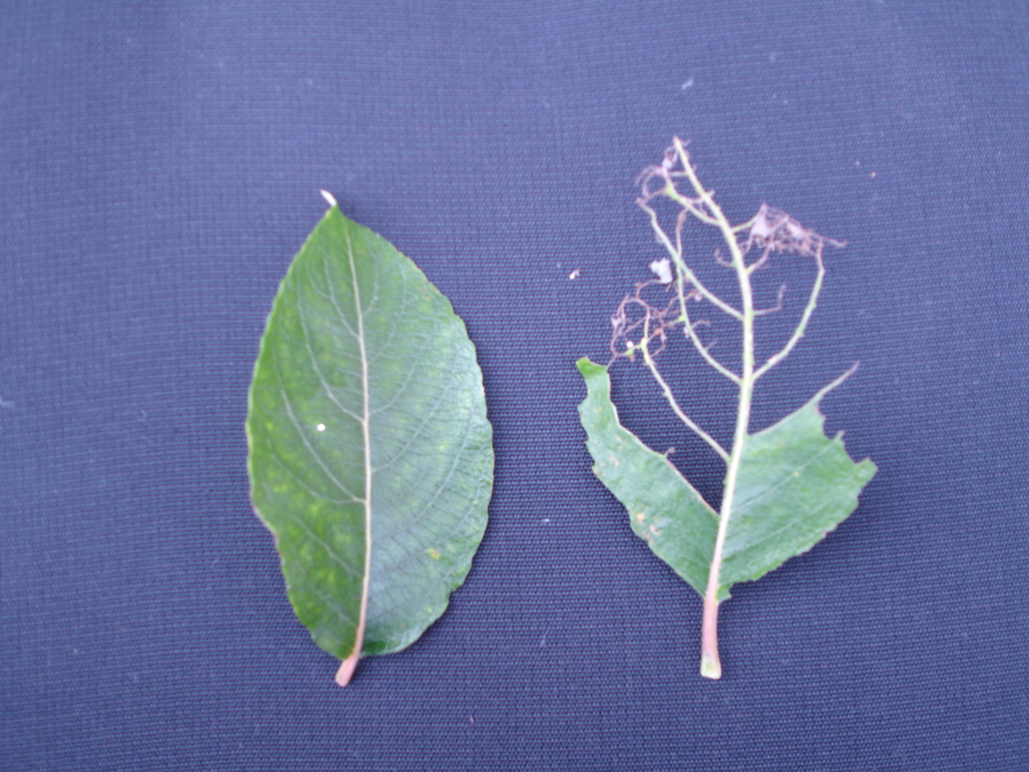 Leaf
