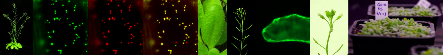 Arabidopsis