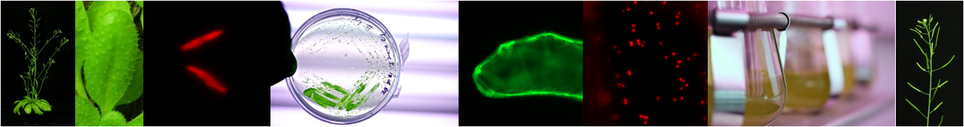 Arabidopsis and Microalgae