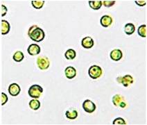 Nannochloropsis