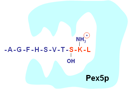 Pex5p