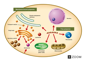 ProteinTransport