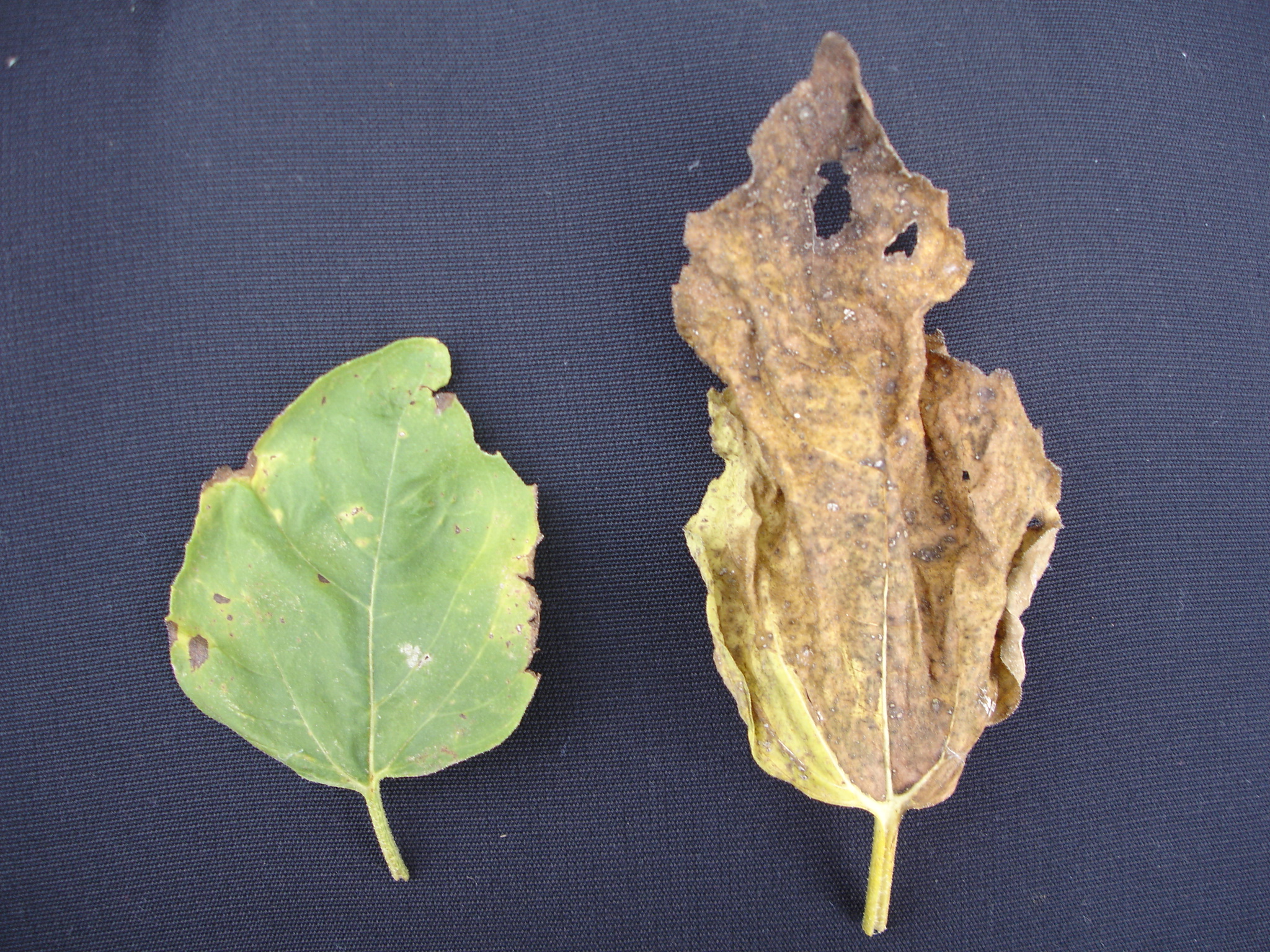 Sunflower leaf