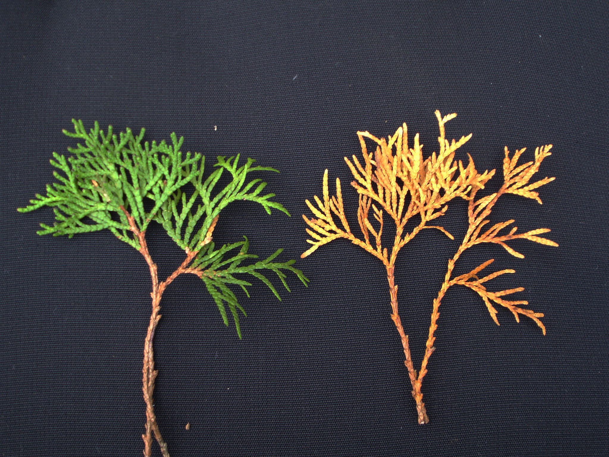 Thuja