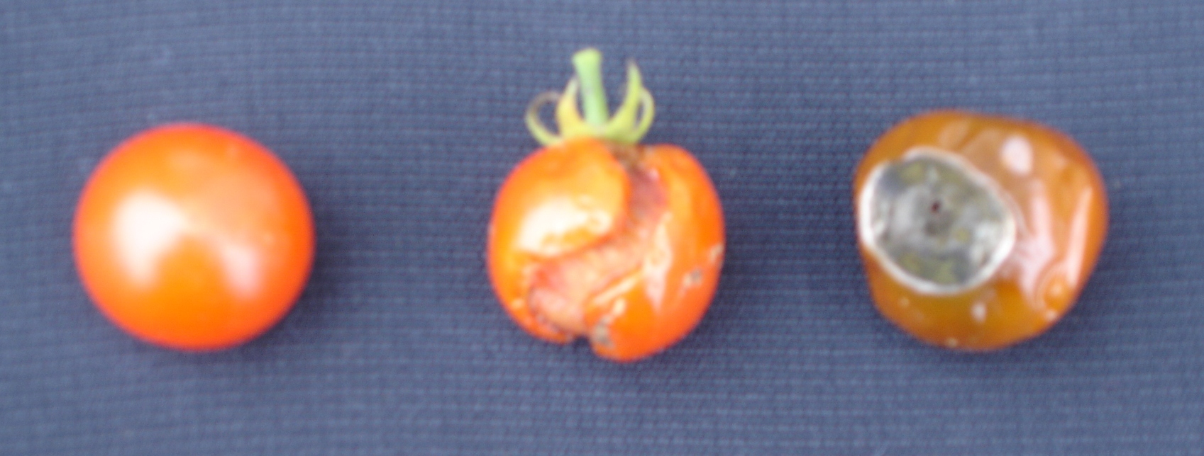 Tomato