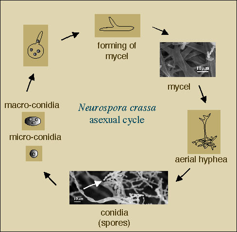 [N. crassas 
asexual life cycle]